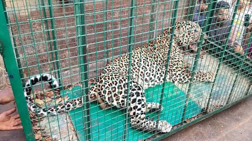 Leopard TTD