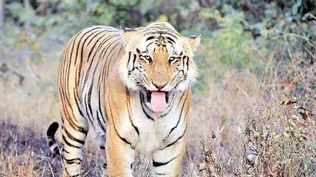 tiger