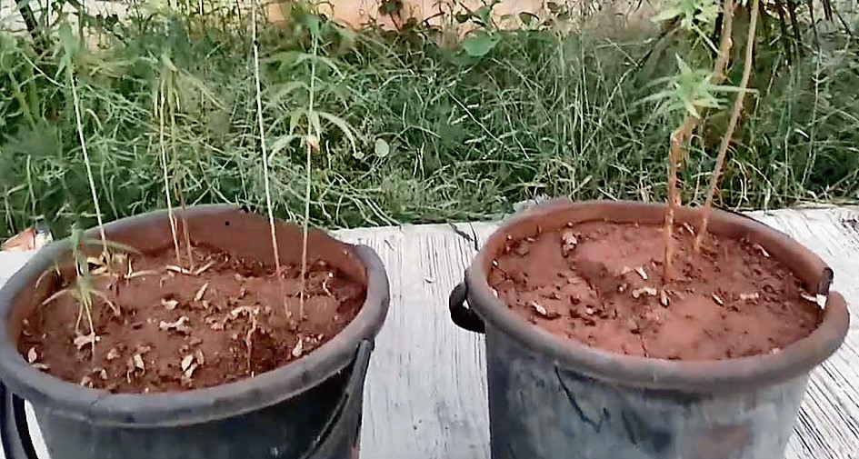 marijuana3.tif
