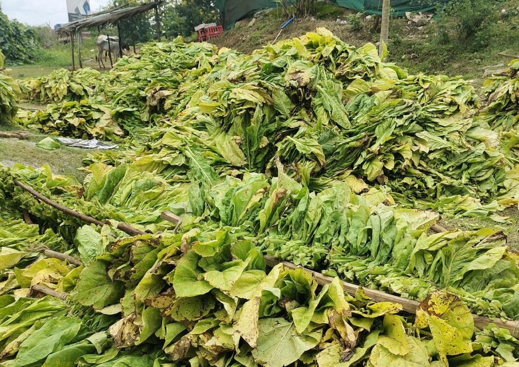 tobacco